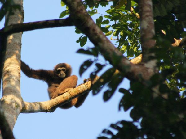 Clouded Leopards and rare mammals in Borneo tour