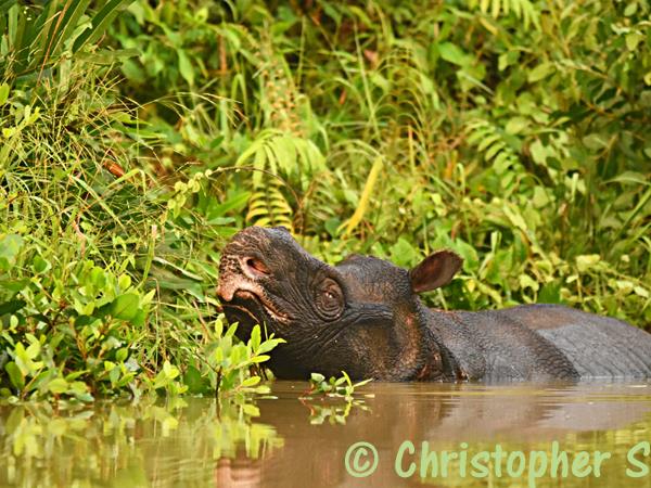 Javan Rhino tracking expedition in Indonesia