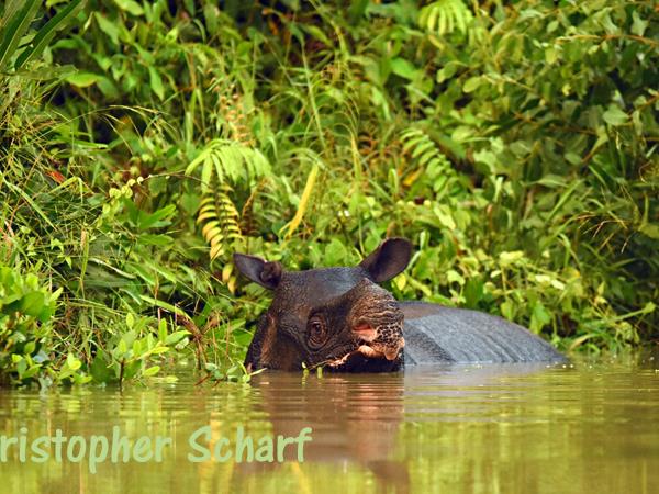 Javan Rhino tracking expedition in Indonesia