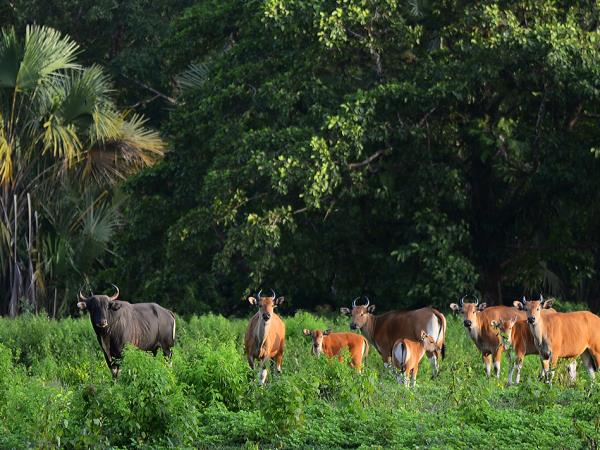 Javan Rhino tracking expedition in Indonesia