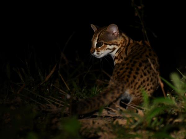 Javan Rhino tracking expedition in Indonesia
