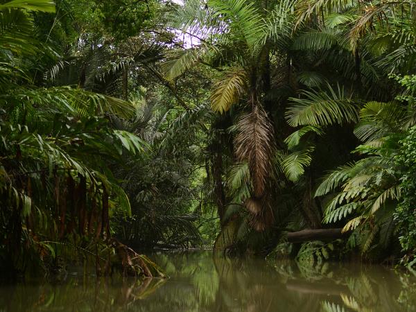 Javan Rhino tracking expedition in Indonesia