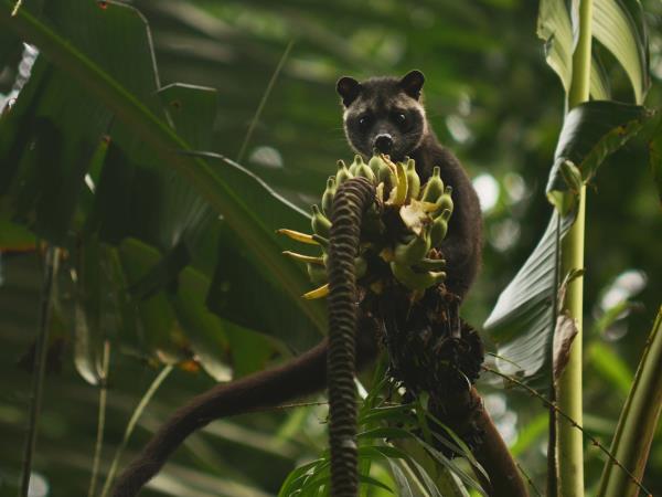 Javan Rhino tracking expedition in Indonesia