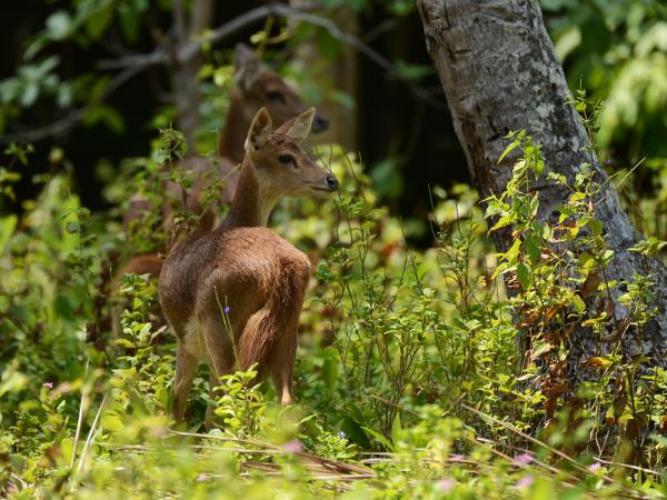 Javan Rhino tracking expedition in Indonesia