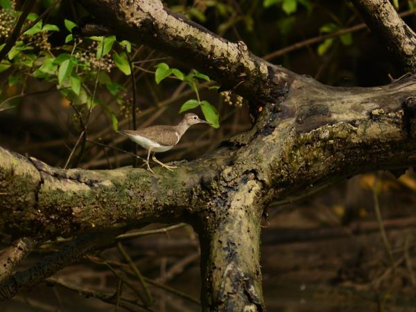 Javan Rhino tracking expedition in Indonesia