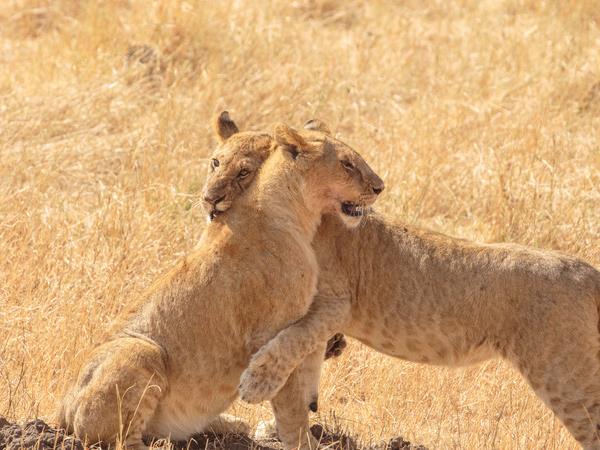 Kenya family small group holiday