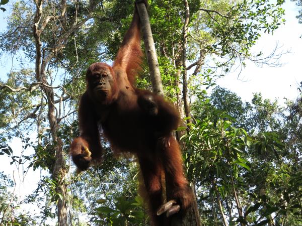 Indonesia highlights holidays