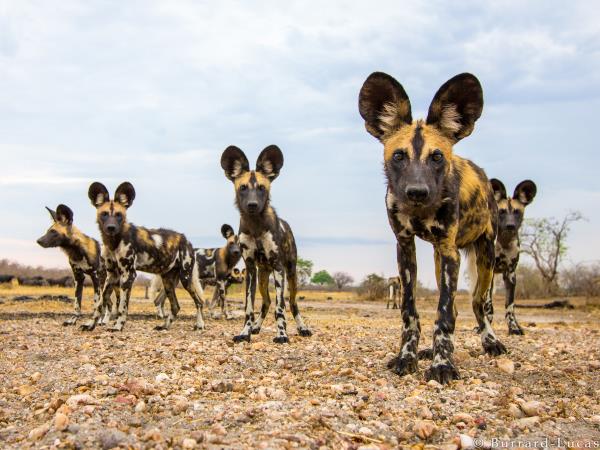 Tanzania Safari and beach holiday