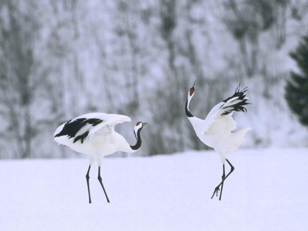 Hokkaido holiday in Japan