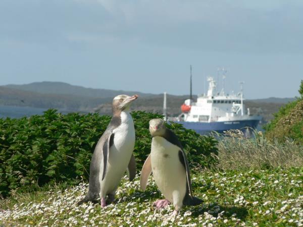New Zealand wildest Island cruise, inc Stewart Island