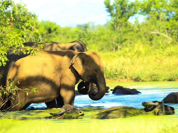 Luxury honeymoon in Sri Lanka