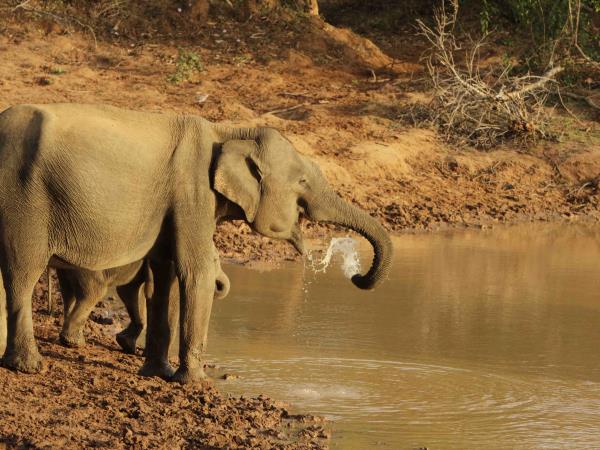 Wildlife and spa holiday in Sri Lanka