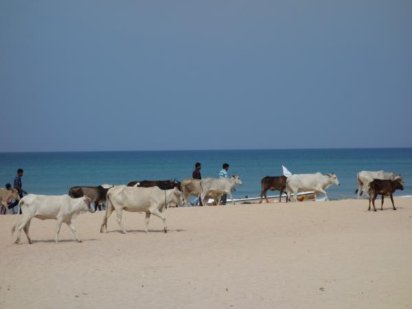 Northern Sri Lanka holiday