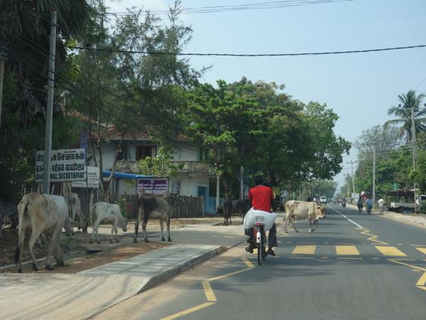 Northern Sri Lanka holiday