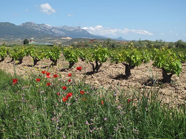 La Rioja cycling holiday in Spain
