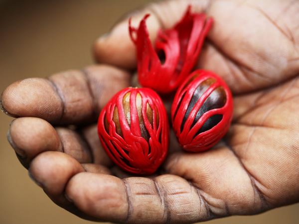 Fair trade tour in Sri Lanka