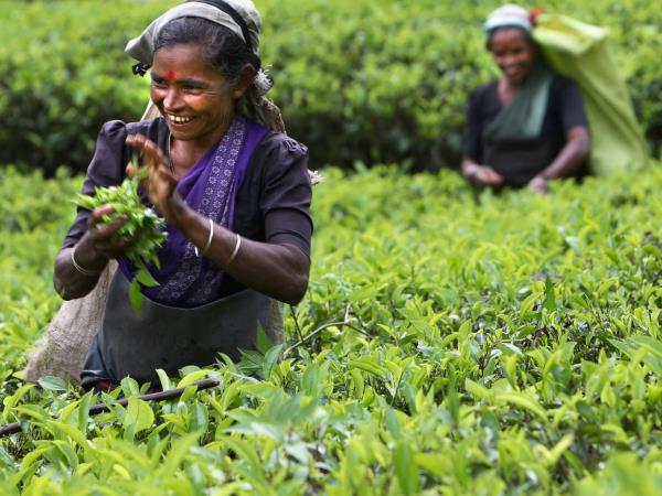Fair trade tour in Sri Lanka