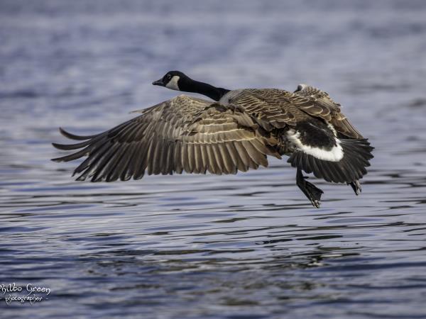 Hebrides cruise, Mull, Islay, Luing, Shuna and Jura