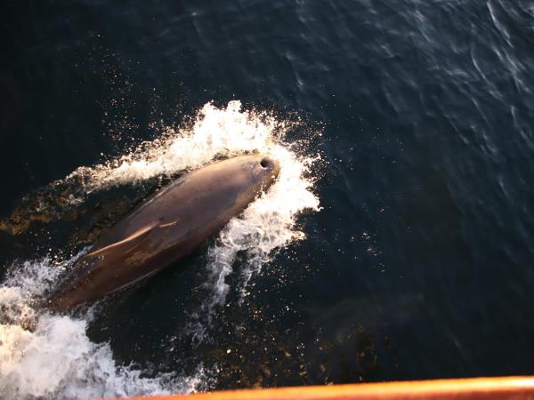 Whisky and wildlife sailing holiday in Scotland