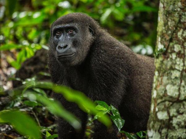 Congo safari with gorilla trekking