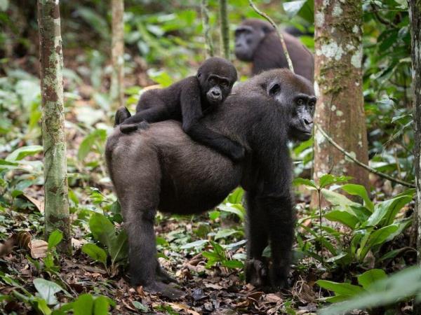 Congo safari with gorilla trekking