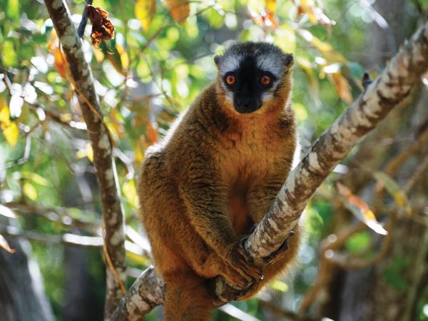 Madagascar adventure holiday, 21 days