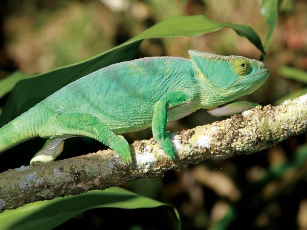 Madagascar adventure holiday, 21 days
