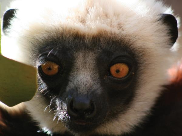 Madagascar adventure holiday, 21 days