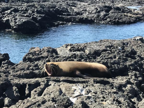 Galapagos cruise and island hopping holiday