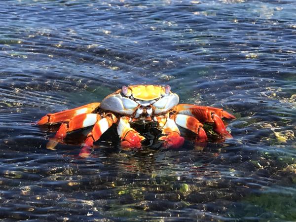 Galapagos cruise and island hopping holiday