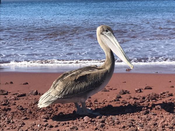 Galapagos cruise and island hopping holiday