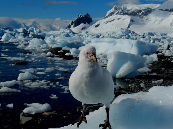 Classic Antarctica cruise & South Shetland Islands