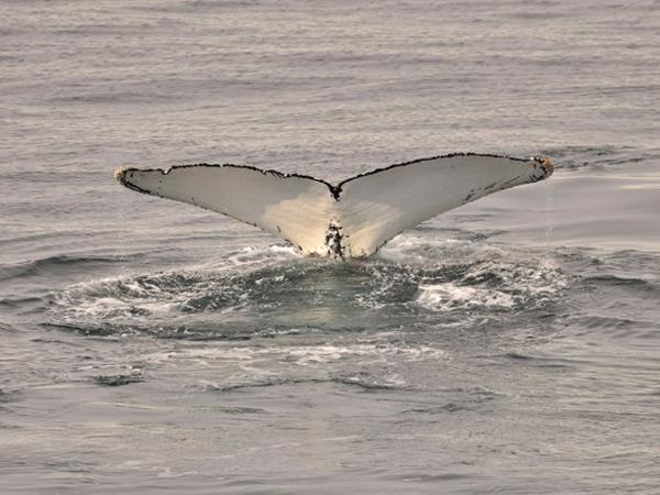 Classic Antarctica cruise & South Shetland Islands