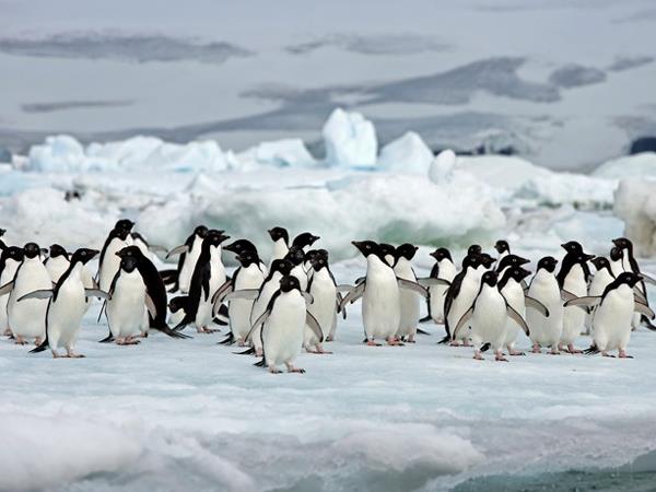 Classic Antarctica cruise & South Shetland Islands
