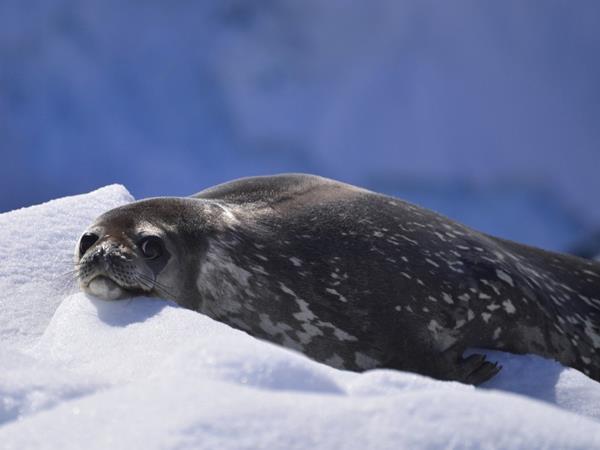 Classic Antarctica cruise & South Shetland Islands