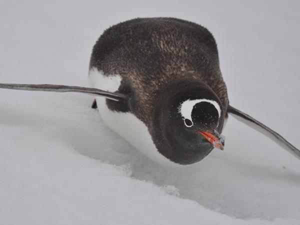 Classic Antarctica cruise & South Shetland Islands