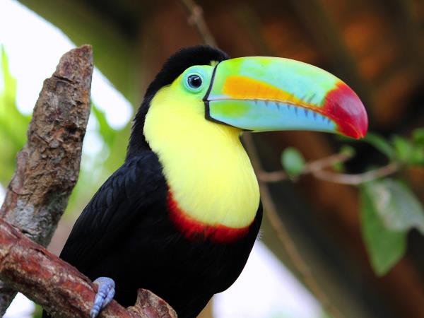 Tailor made Costa Rica wildlife holiday