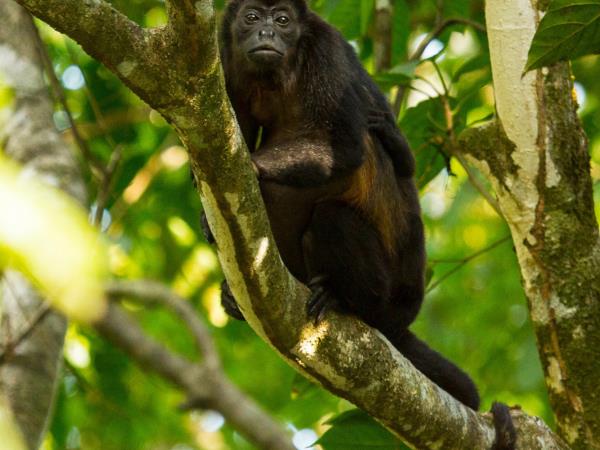 Tailor made Costa Rica wildlife holiday