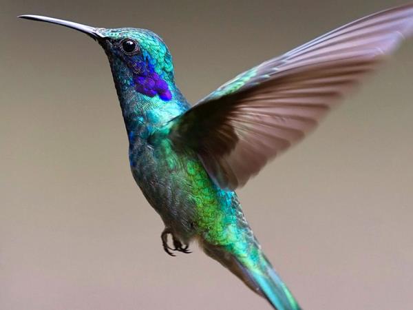 Tailor made Costa Rica wildlife holiday