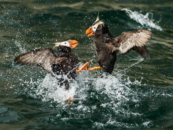North East passage cruise, Russia