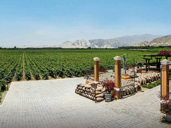 Peru food tour