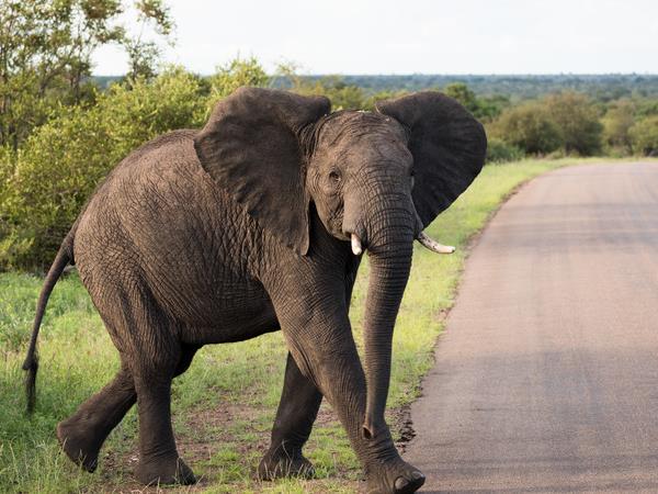 Kruger & coast holiday in South Africa