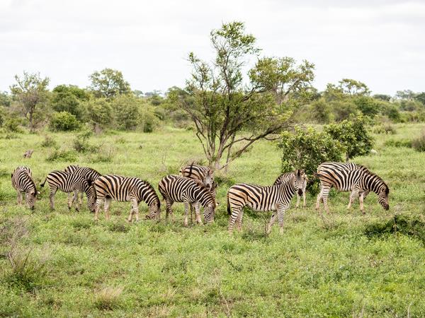 Kruger & coast holiday in South Africa