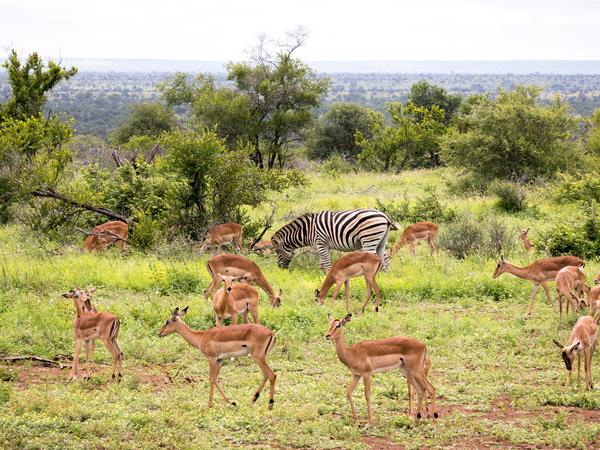 Kruger & coast holiday in South Africa