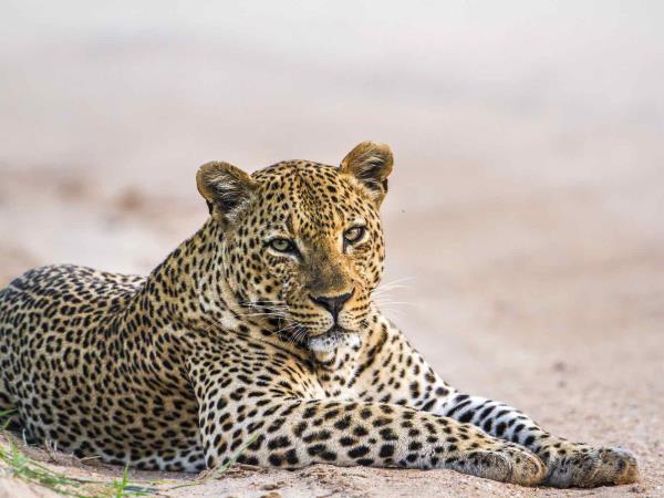 Sri lanka luxury family tour