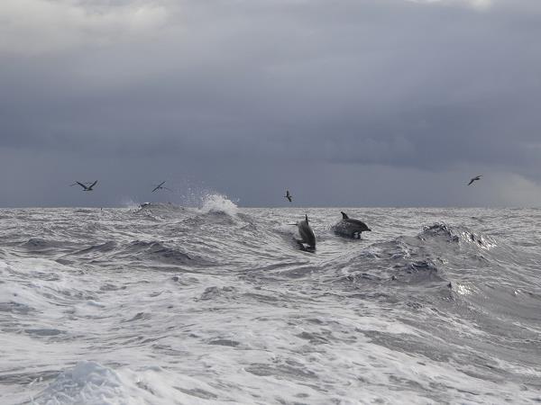 Azores highlights tour