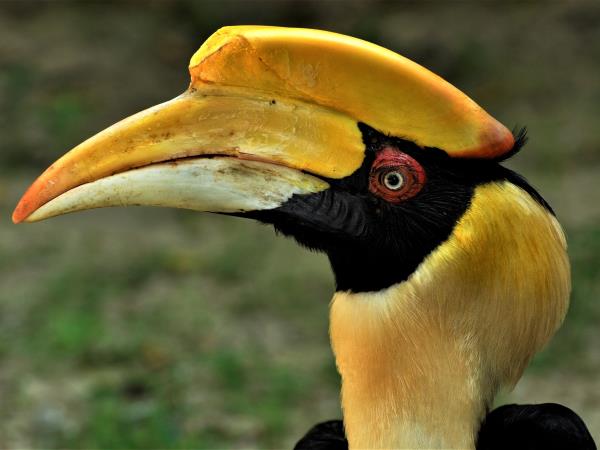 Laos Wildlife sanctuary volunteering holiday