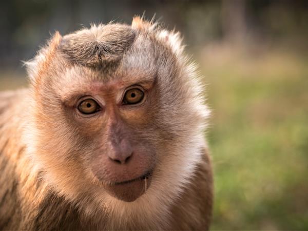 Laos Wildlife sanctuary volunteering holiday