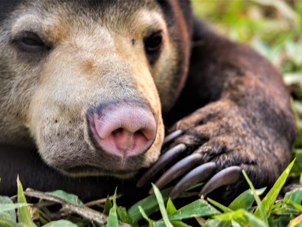 Laos Wildlife sanctuary volunteering holiday