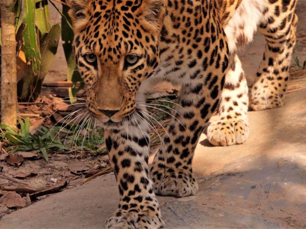 Laos Wildlife sanctuary volunteering holiday